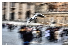 IMG_0447