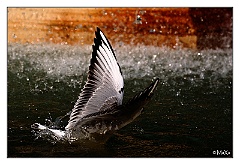IMG_0526