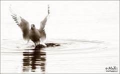 IMG_2713
