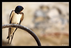 IMG_4291