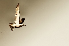 ma_IMG_5306c